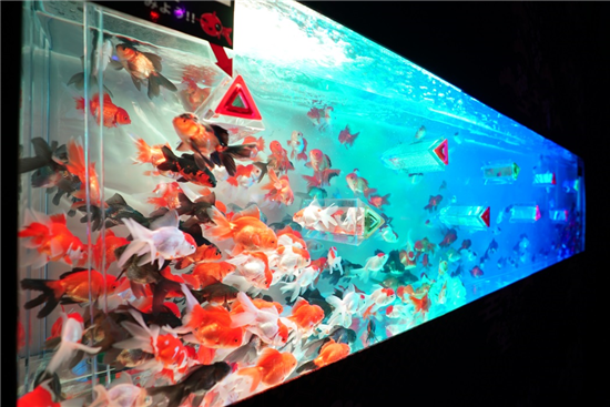 金鱼展览 上海 上海哪有金鱼渔场