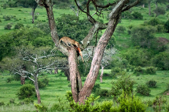 肯尼亚著名作家 肯尼亚作家