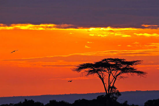 肯尼亚著名作家 肯尼亚作家