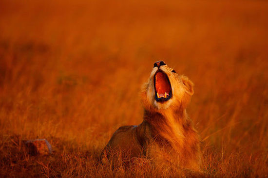 肯尼亚著名作家 肯尼亚作家图2