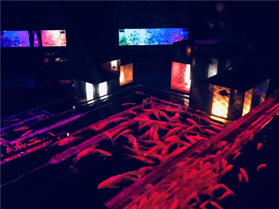 金鱼展览 上海 上海哪有金鱼渔场