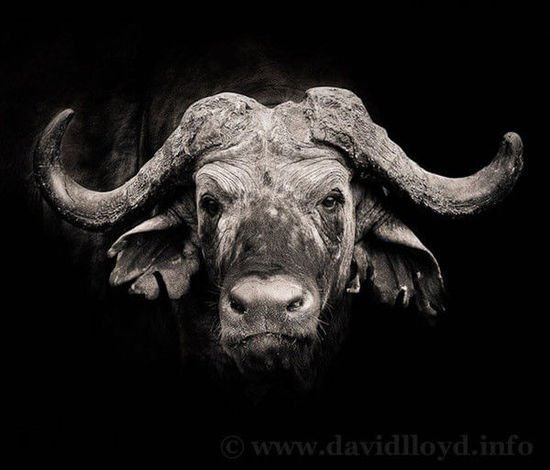 肯尼亚著名作家 肯尼亚作家