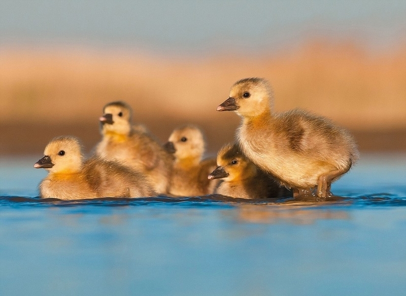 火烈鸟 粉色 粉色火烈鸟是什么服装