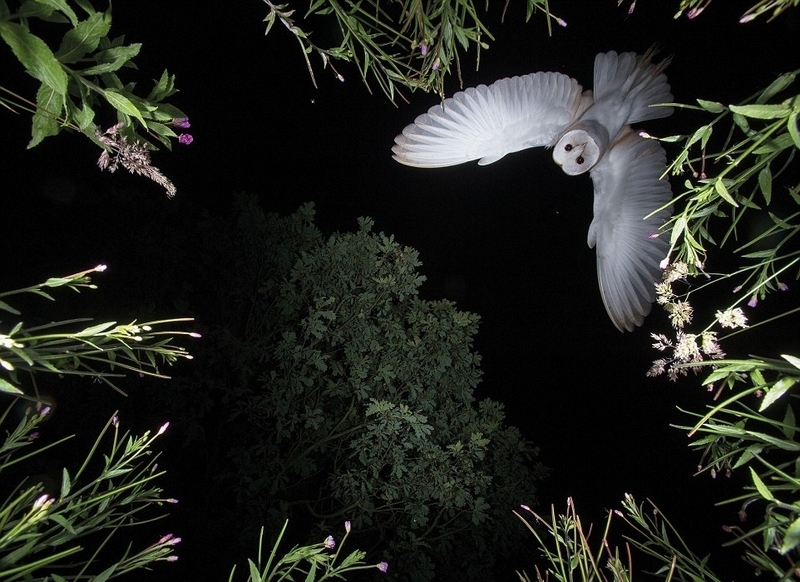 火烈鸟 粉色 粉色火烈鸟是什么服装