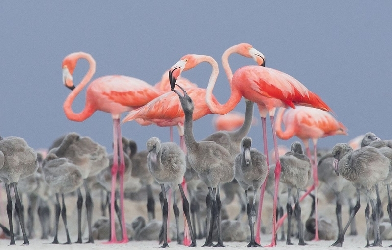 火烈鸟 粉色 粉色火烈鸟是什么服装图1