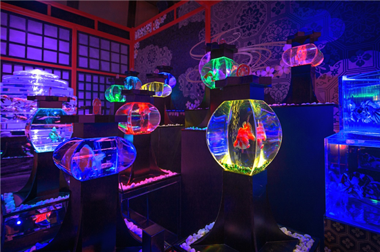 金鱼展览 上海 上海哪有金鱼渔场图2