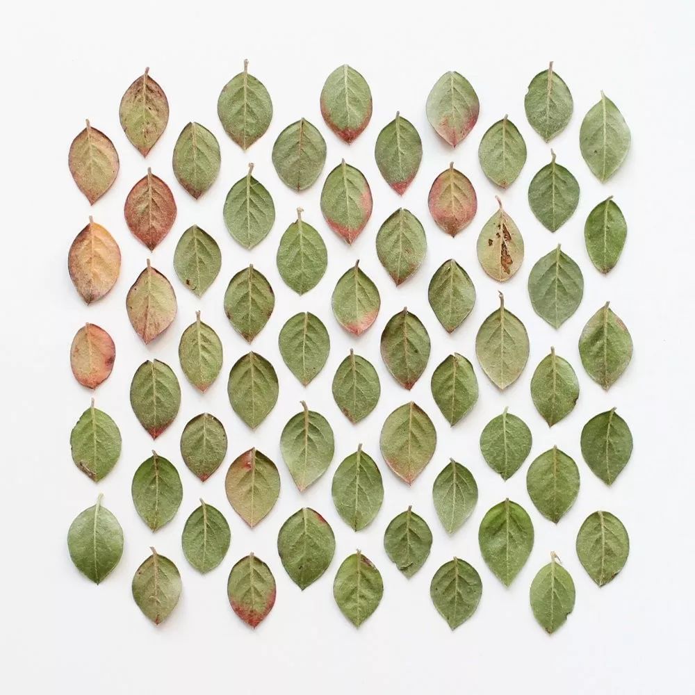 色彩强调图片 色彩强弱感图片