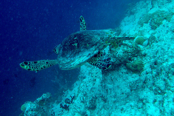 马尔代夫水下摄影技巧有哪些 马尔代夫水下30米图1