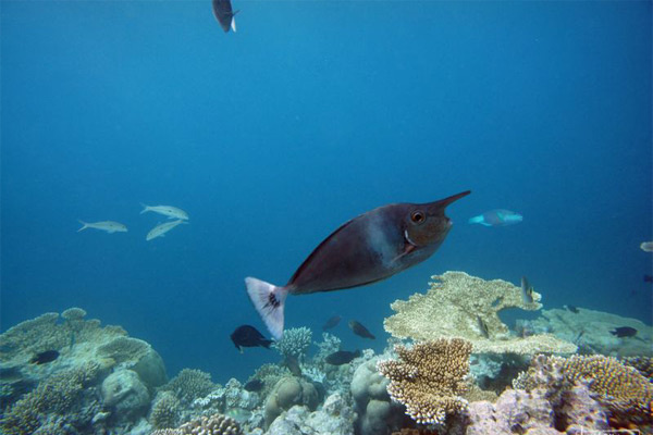 马尔代夫水下摄影技巧有哪些 马尔代夫水下30米