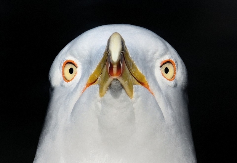 火烈鸟 粉色 粉色火烈鸟是什么服装