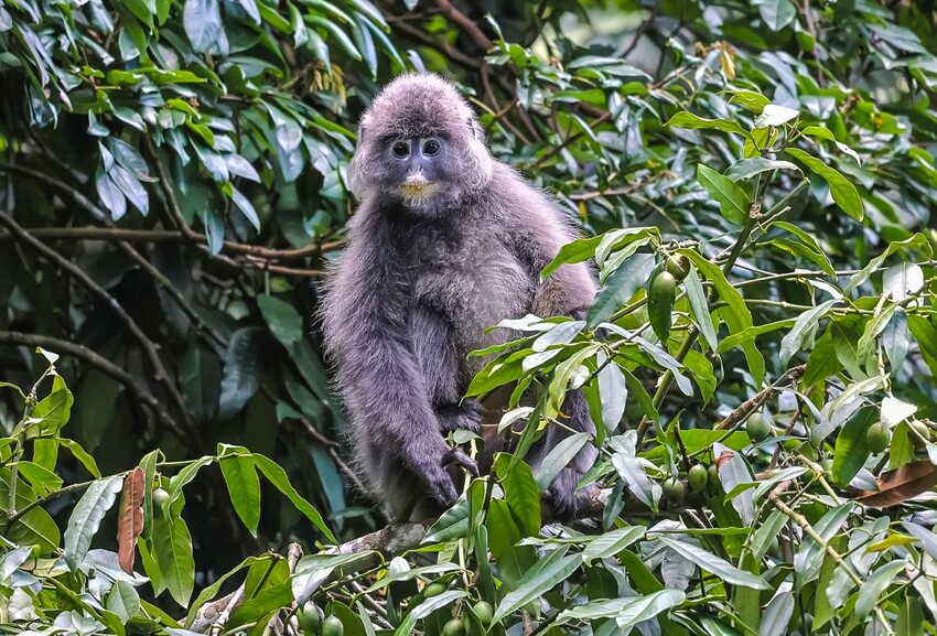 荒野生存传奇 荒野生态系统图2