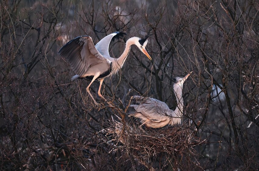 荒野生存传奇 荒野生态系统图3