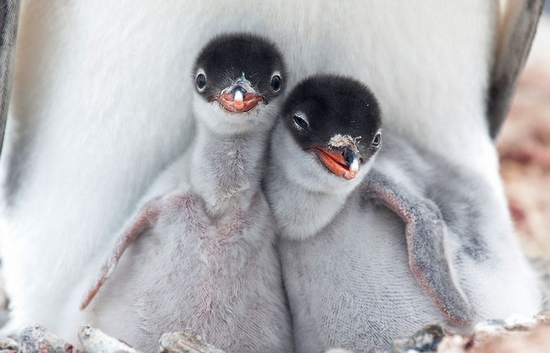 火烈鸟 粉色 粉色火烈鸟是什么服装