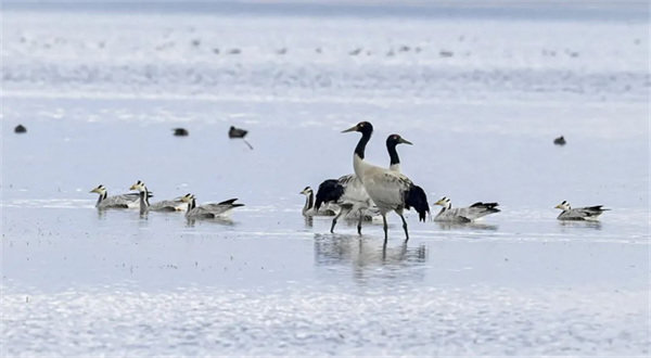 摄影作品 大赛 摄影大赛作品介绍