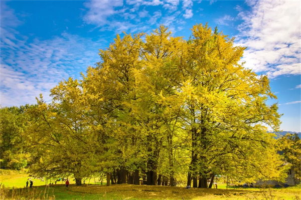 摄影作品 大赛 摄影大赛作品介绍