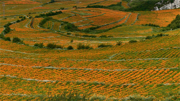 摄影作品 大赛 摄影大赛作品介绍