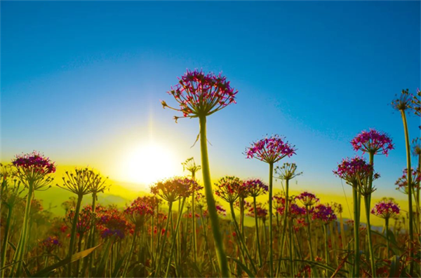 摄影作品 大赛 摄影大赛作品介绍